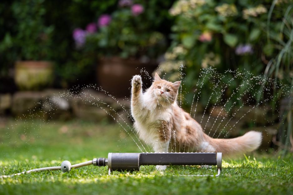 Risparmio idrico in giardino: sapete come annaffiare con zappa e forcone?