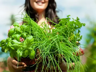 Preparare le erbe aromatiche per l’inverno