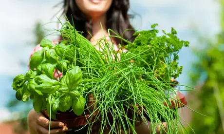 Preparare le erbe aromatiche per l’inverno