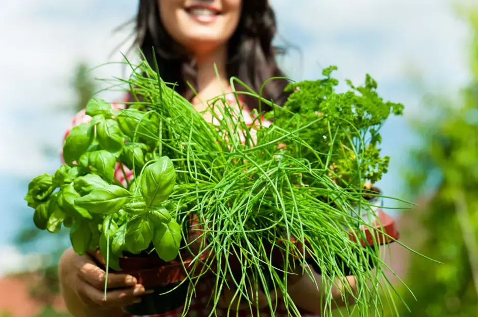 Preparare le erbe aromatiche per l’inverno