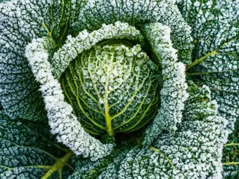 Cura del giardino nel periodo invernale