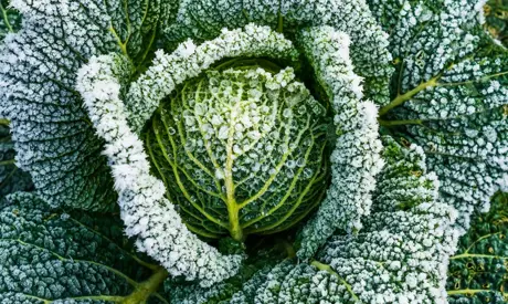 Cura del giardino nel periodo invernale