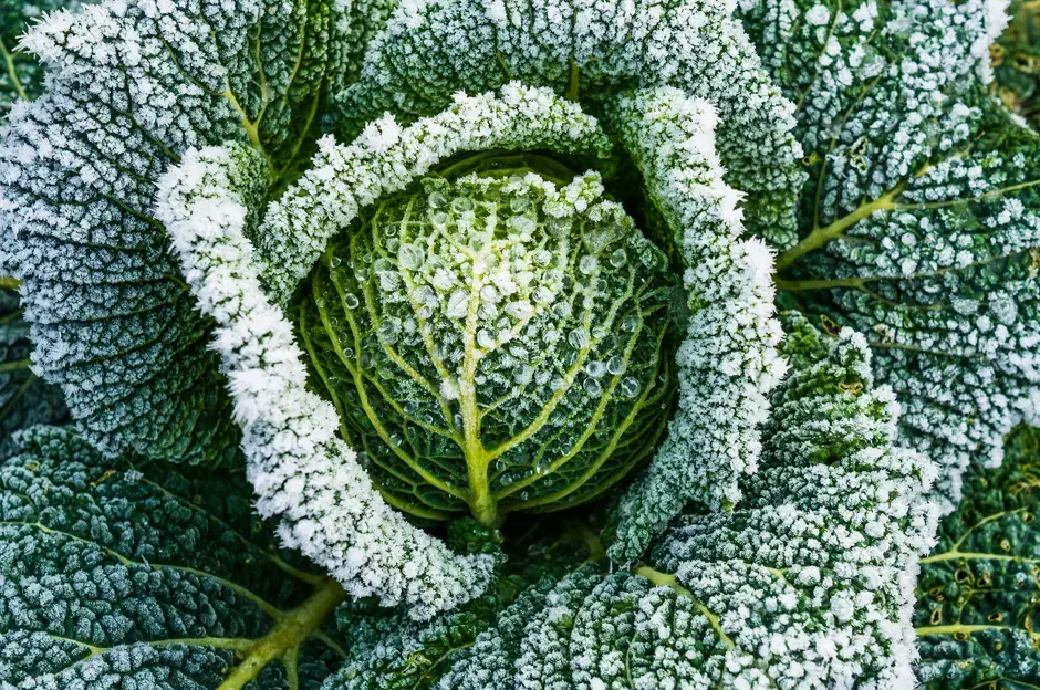 Cura del giardino nel periodo invernale