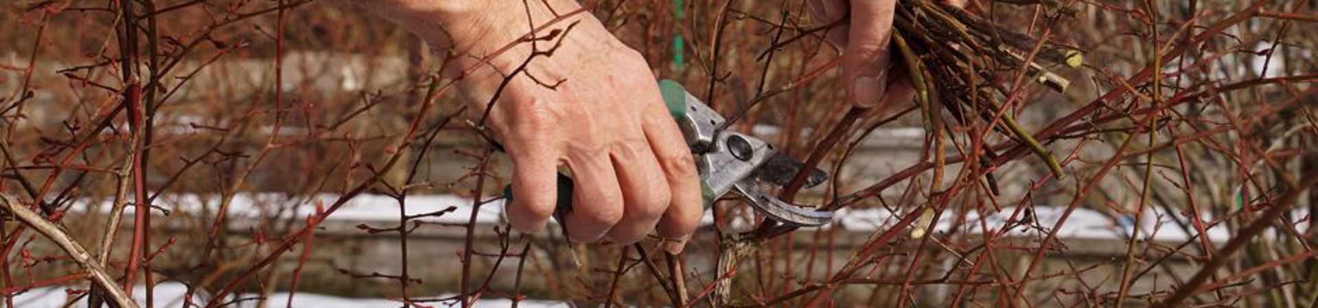 Gennaio in giardino. Il vostro giardino ha bisogno di essere curato anche in inverno?