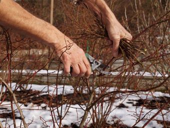 Gennaio in giardino. Il vostro giardino ha bisogno di essere curato anche in inverno?