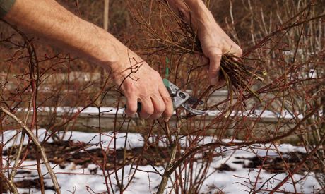 Gennaio in giardino. Il vostro giardino ha bisogno di essere curato anche in inverno?