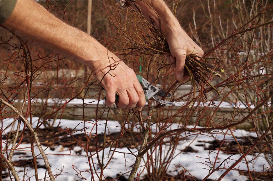 Gennaio in giardino. Il vostro giardino ha bisogno di essere curato anche in inverno?