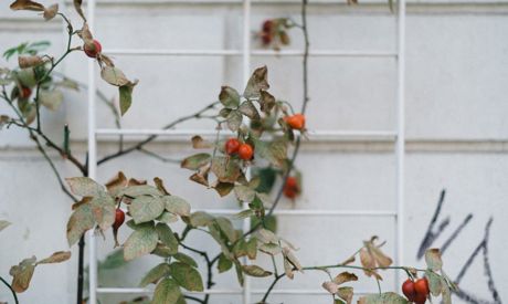 Il nostro giardino in ottobre: stiamo portando a termine il raccolto e stiamo piantando le rose