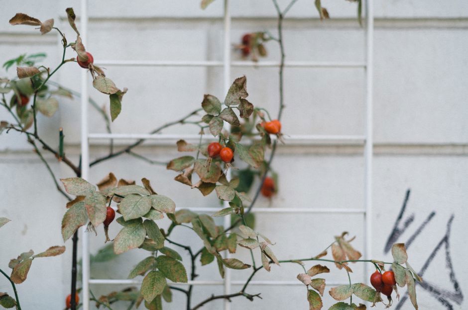 Il nostro giardino in ottobre: stiamo portando a termine il raccolto e stiamo piantando le rose